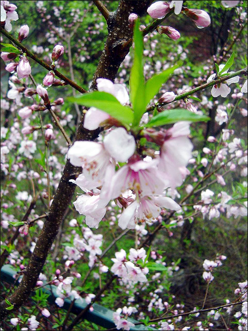 도화, 됴화, 桃花, 복숭아꽃, 복사꽃 